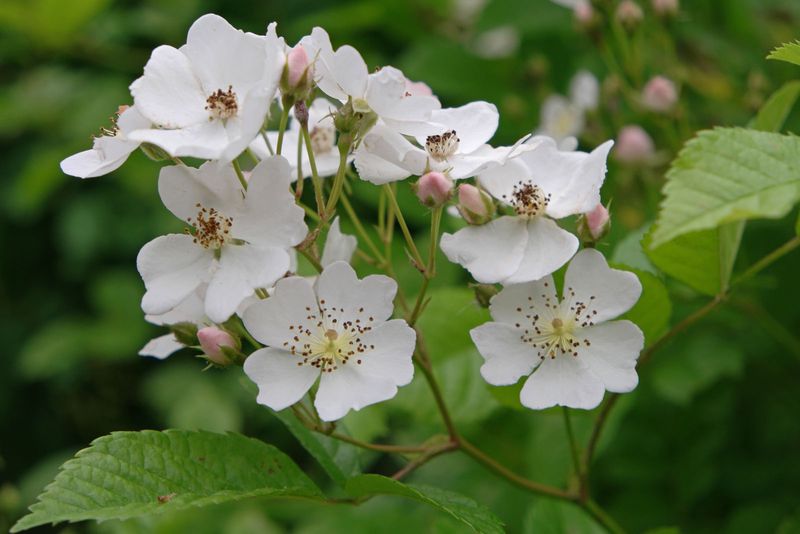 Multiflora Rose (Rosa multiflora)