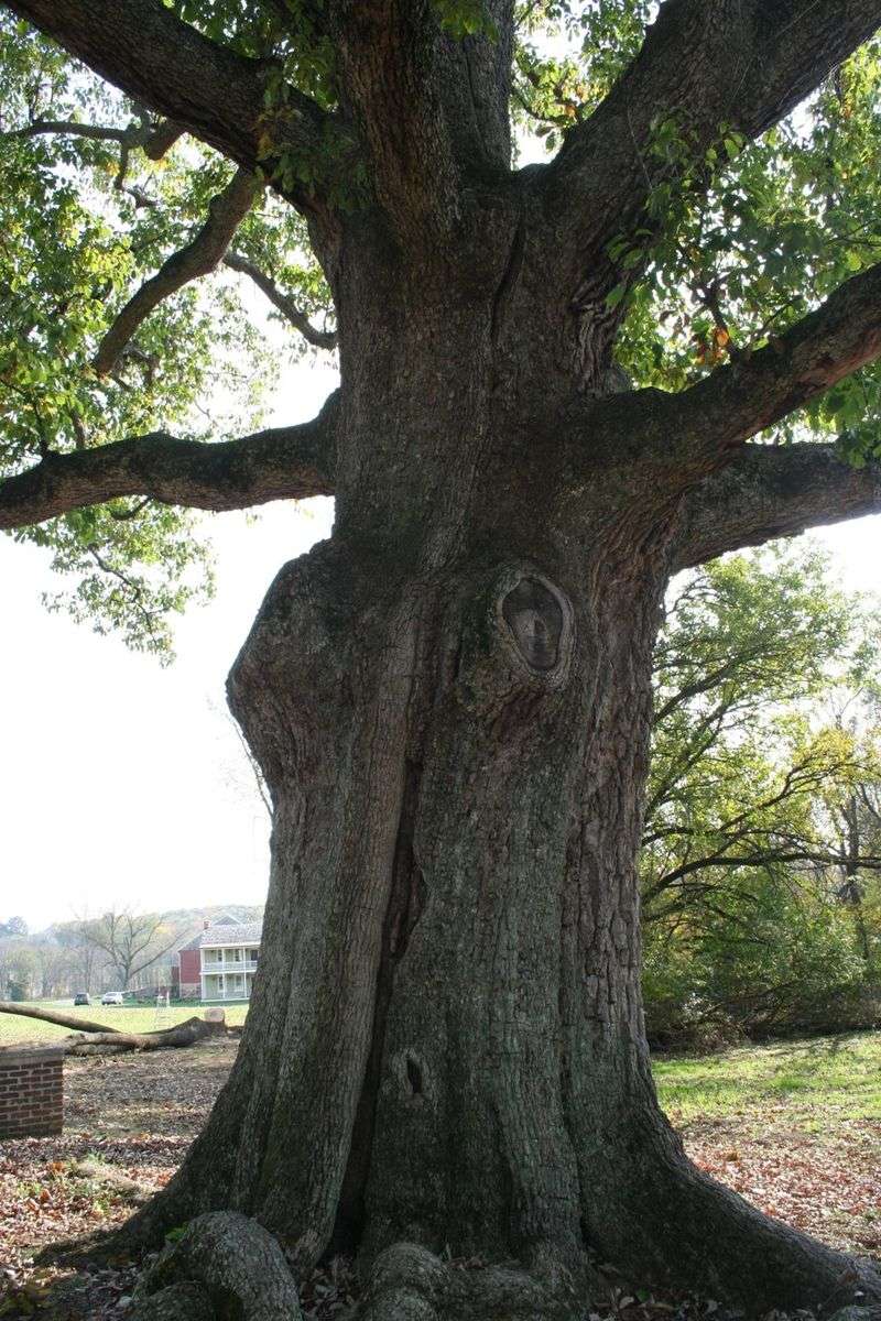 Sacred Oak Of Oley Valley That Holds Centuries Of Stories