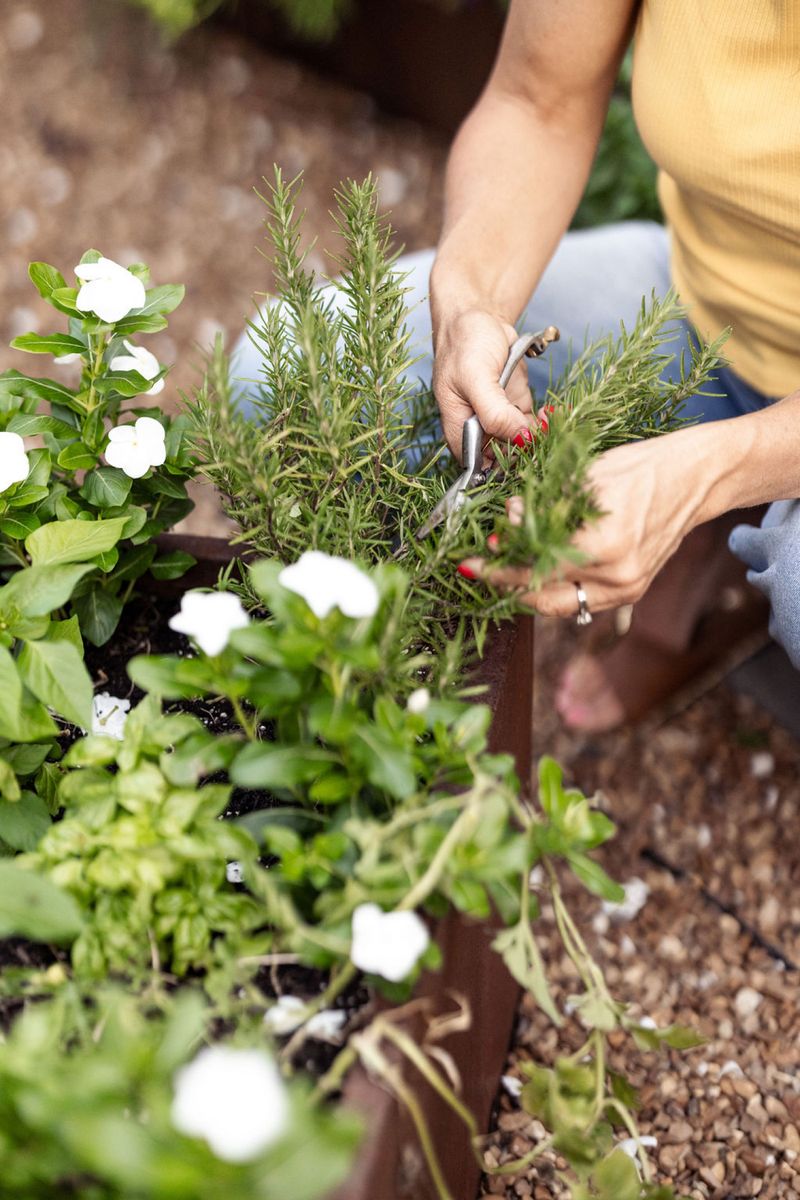 Rosemary Is Surprisingly Easy To Grow And Maintain