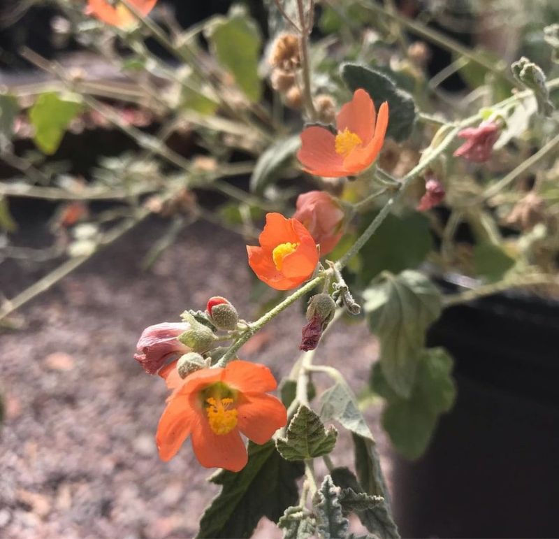 Desert Globemallow That Bursts With Bold Sunset Shades