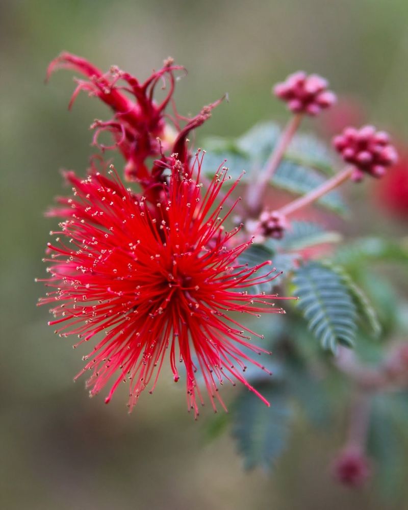 Baja Red Fairy Duster Lighting Up Landscapes With Color