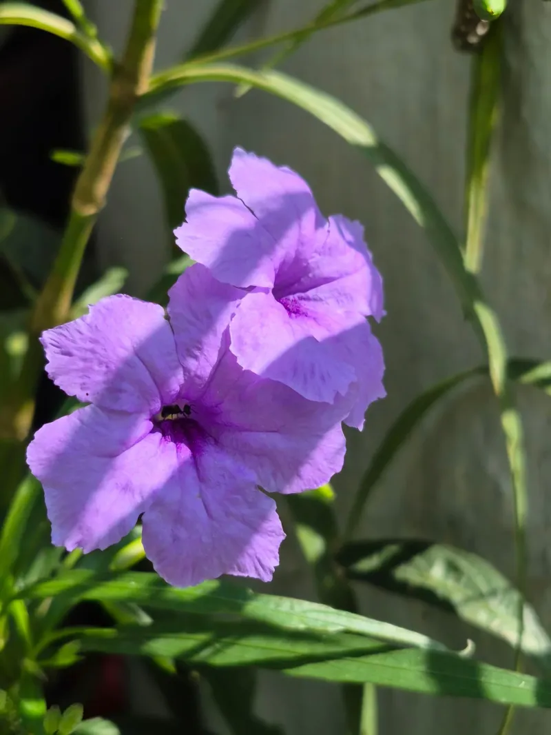 Desert Ruellia Produces Strong Growth When Pruned Later In Spring