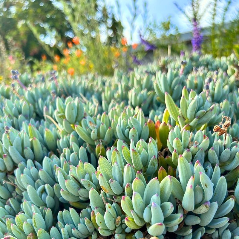 Blue Chalksticks Spread And Soften Edges
