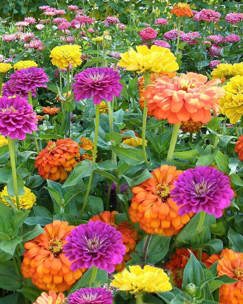 Zinnias Bring Bright Blooms To Sunny March Beds