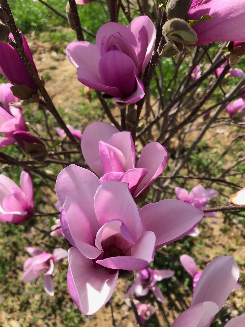 Jane Magnolia Produces Large Flowers On A Smaller Tree