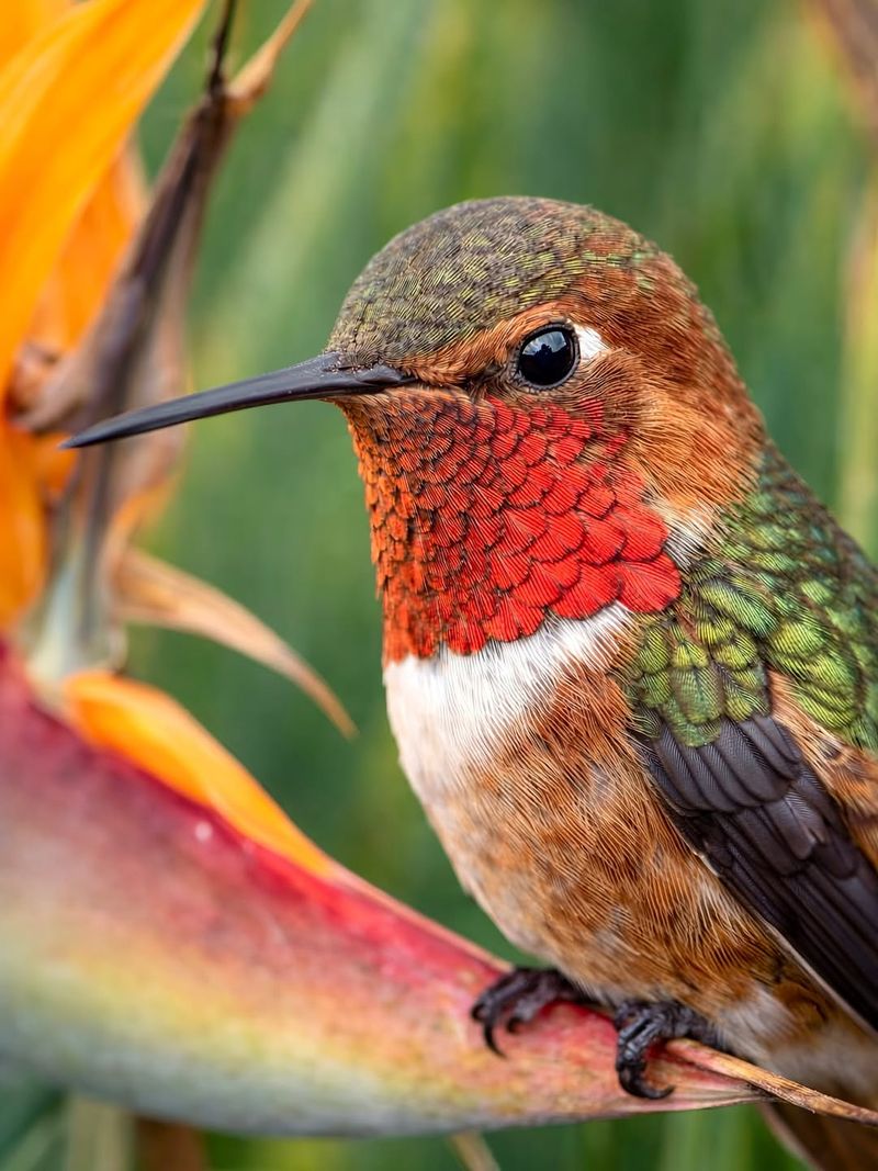 Rufous Hummingbird 