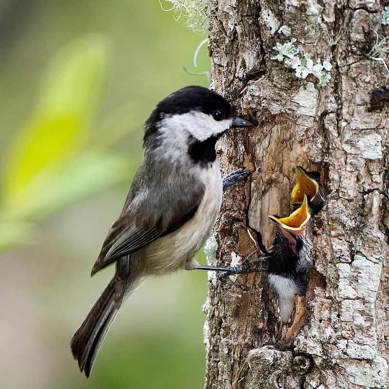 Black-capped Chickadee