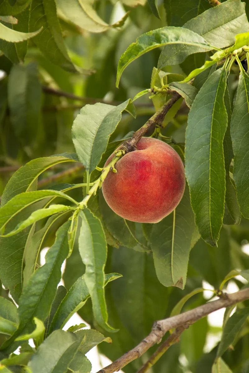 Desert Gold Peach Ripens Early With Excellent Flavor