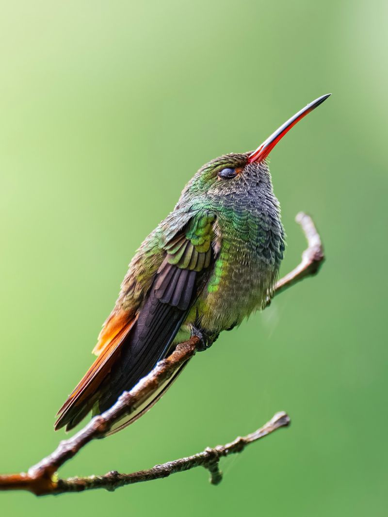 Rufous-tailed Hummingbird