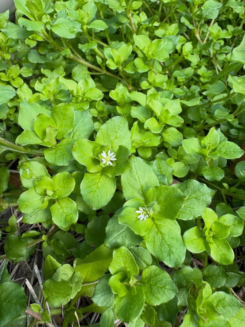 Common Chickweed (Stellaria media)