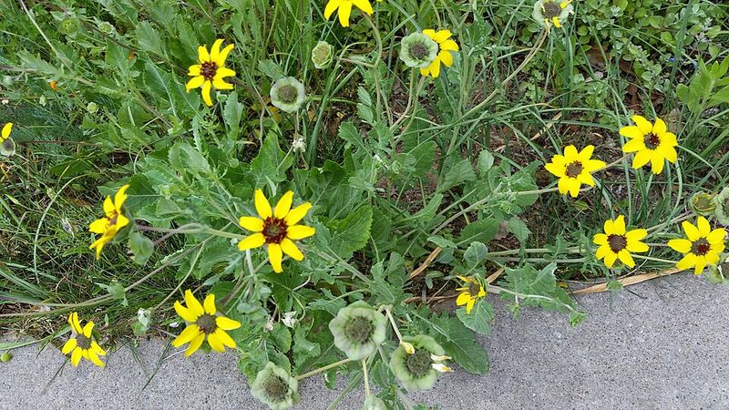 Chocolate Flower Adds Golden Blooms And Sweet Scent