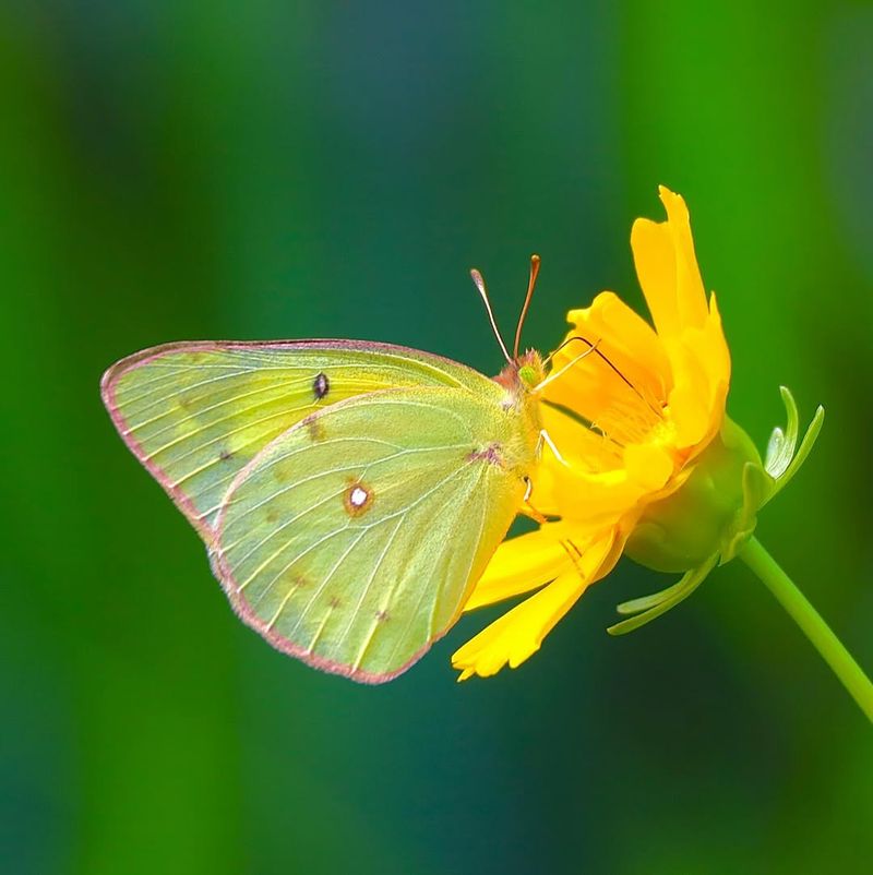 Coreopsis Annual Varieties Attract Butterflies With Bright Flowers
