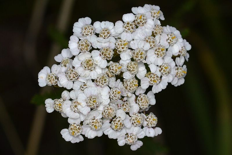 Yarrow Attracts Pollinators With White Flower Clusters