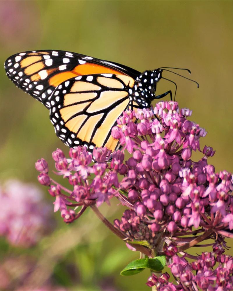 Swamp Milkweed For Moist Texas Gardens