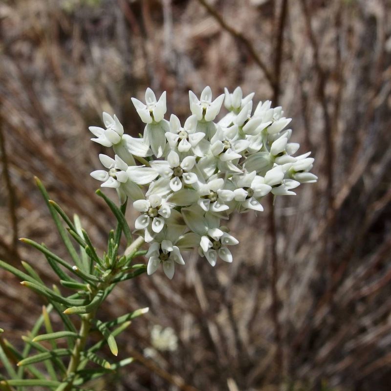 Pineneedle Milkweed With Thin Needle-Like Leaves