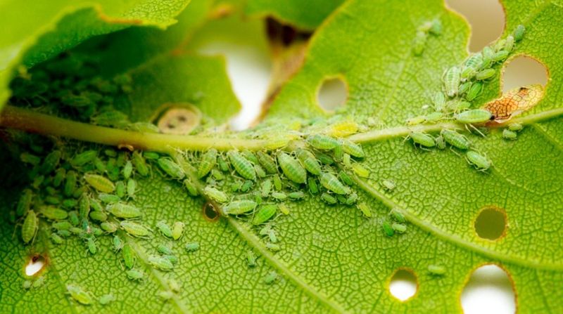 Mild Winters Allow More Aphids To Survive