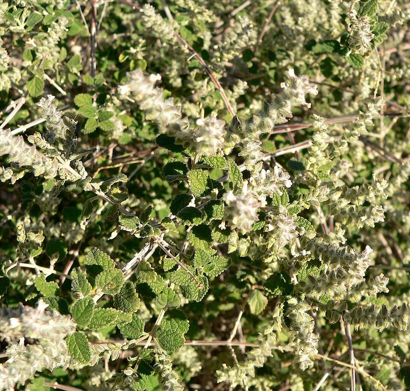 Beebrush Brings Fragrant Blooms And Pollinator Activity In The Heat