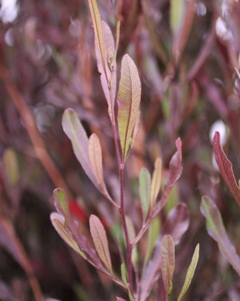 Hop Bush With Dense Privacy Growth