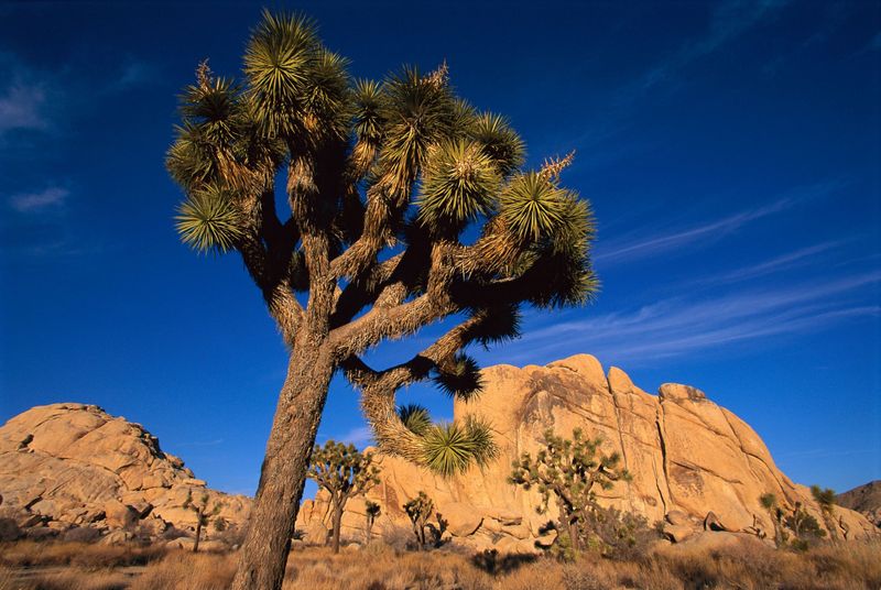 Joshua Tree