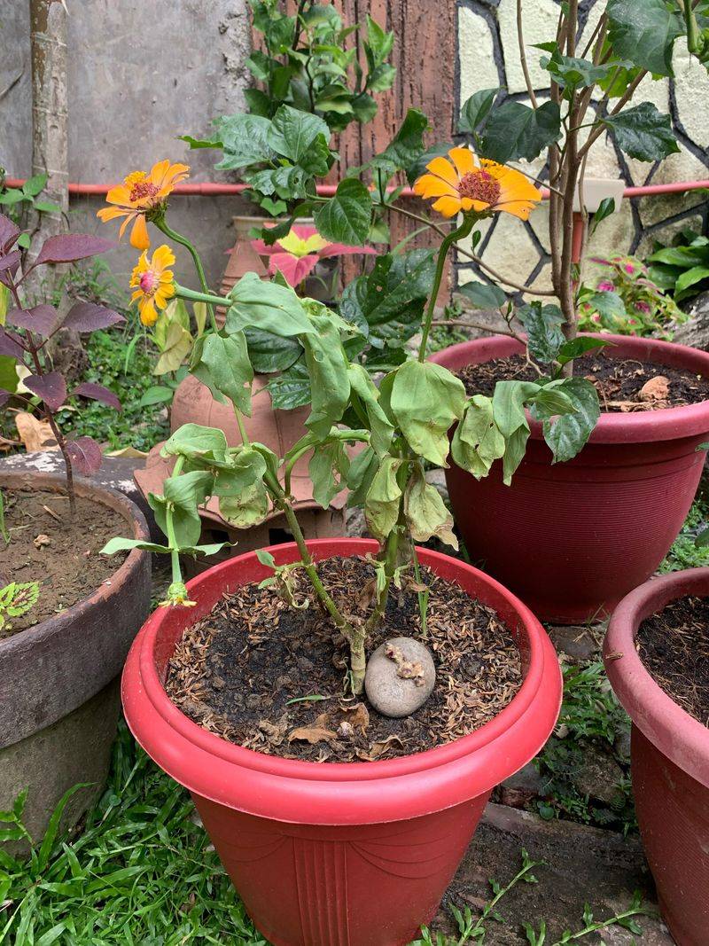 Planting Too Early In Cool Soil