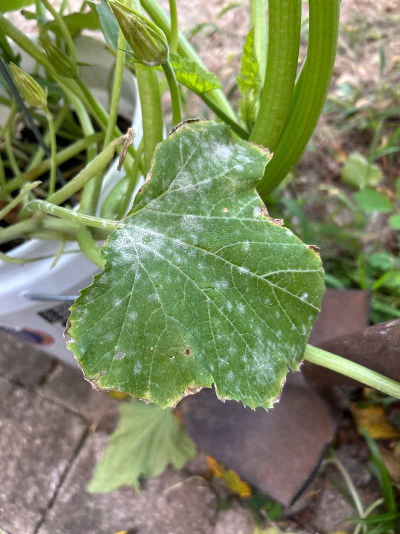 Powdery Mildew Shows Up On Roses And Veggies