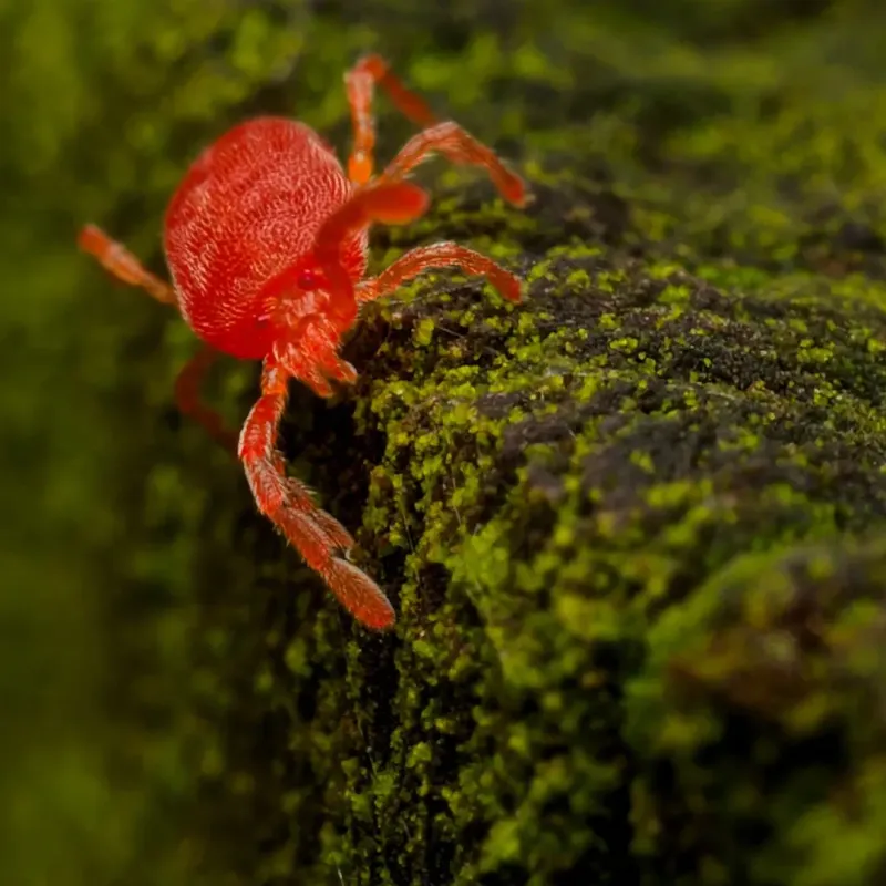 Spider Mite Damage During Hot, Dry Weather