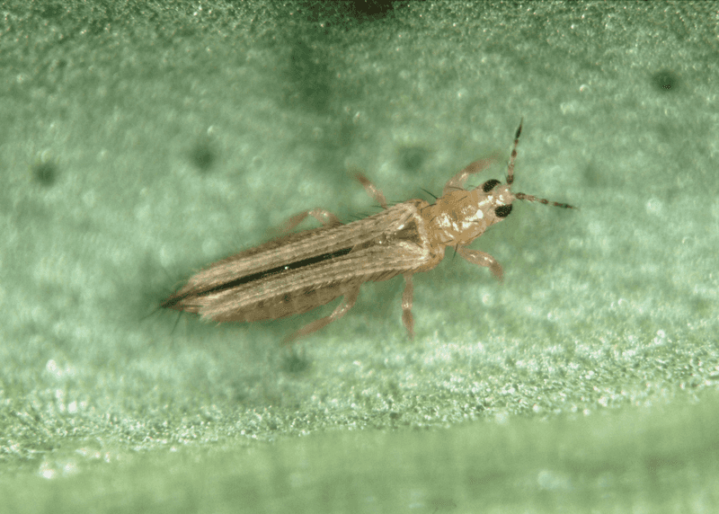 Western Flower Thrips Damaging Tender Growth
