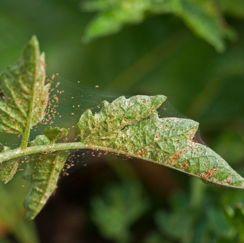 Spider Mites