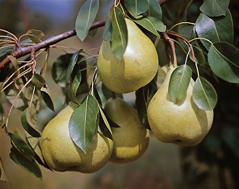 Pear (Pyrus Communis)