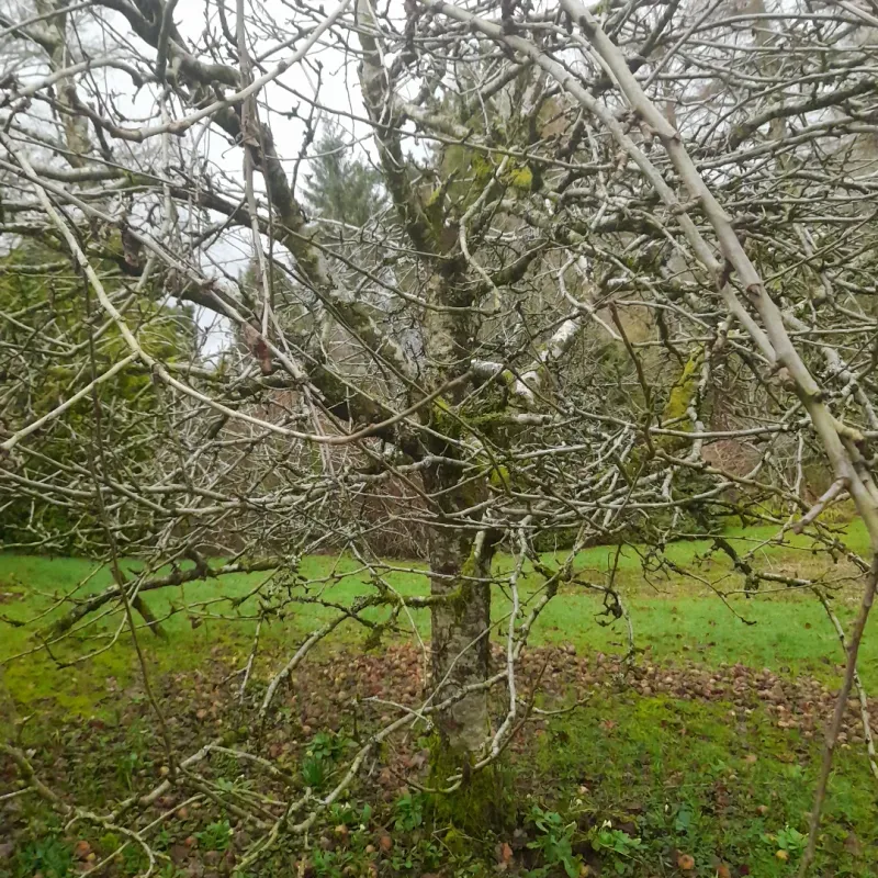 Pear Trees Respond Well To Late Winter Pruning Before Buds Open