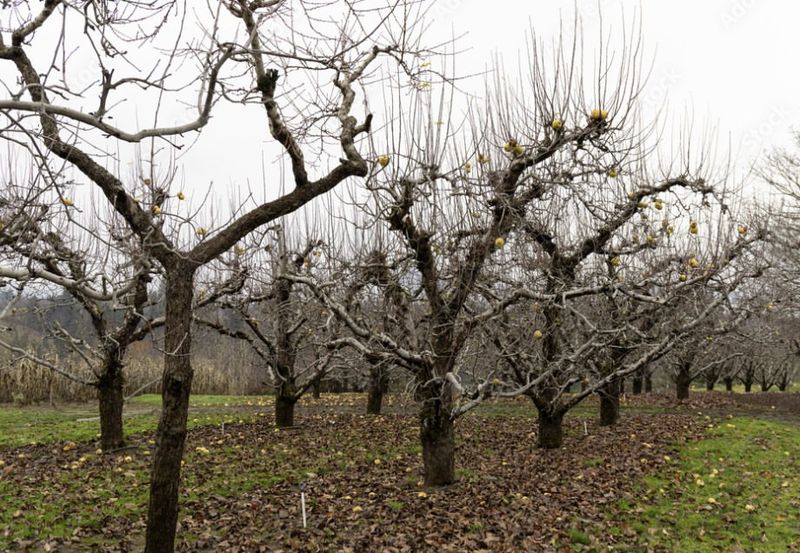 Pear Trees Respond Well To Late Winter Pruning Before Growth Starts