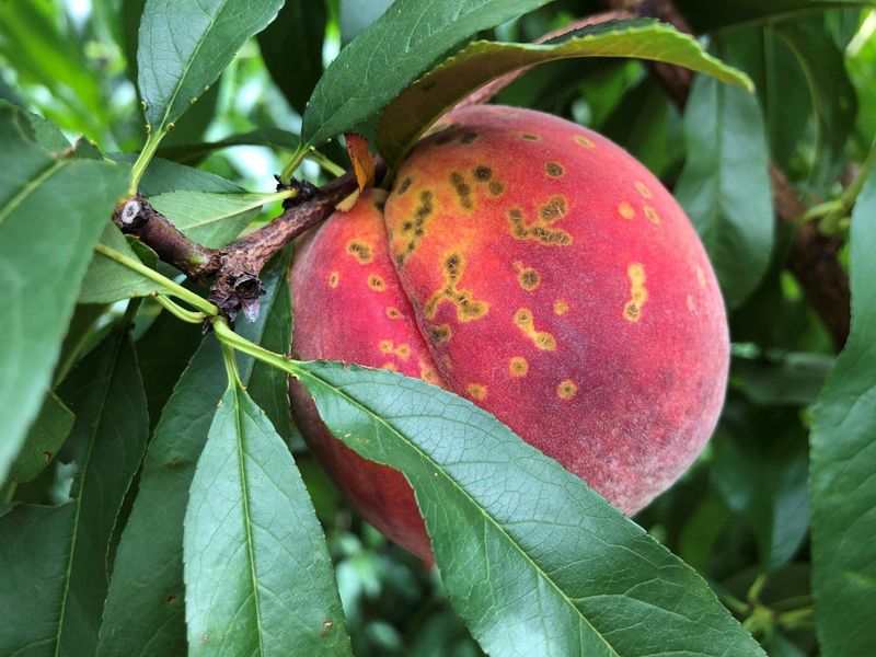 Peach Varieties Often Battle Fungal Issues In Florida Air