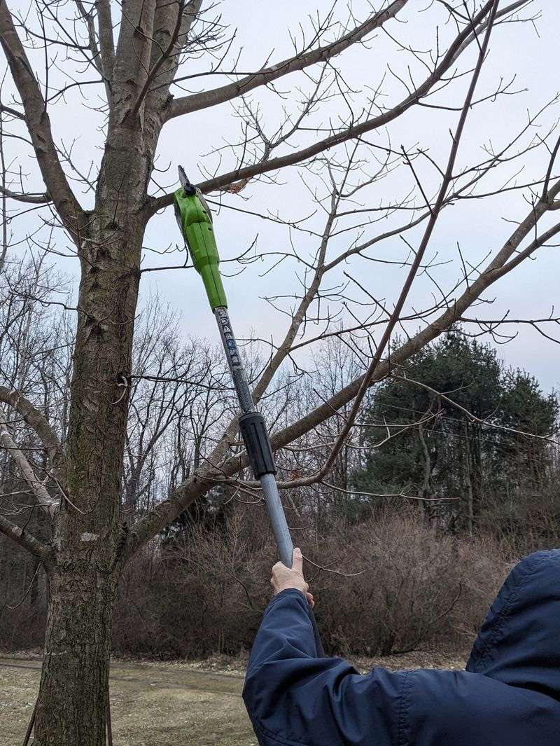 Maple Trees (Acer Spp.)