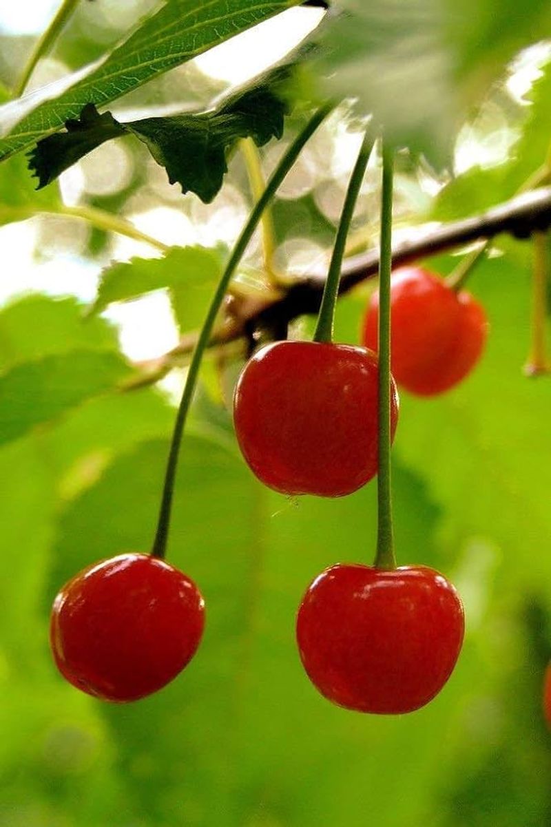 Sweet Cherry (Prunus avium)