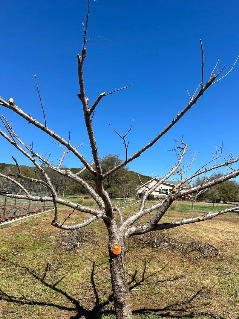 Peach Trees Produce Better Fruit With Early Spring Pruning