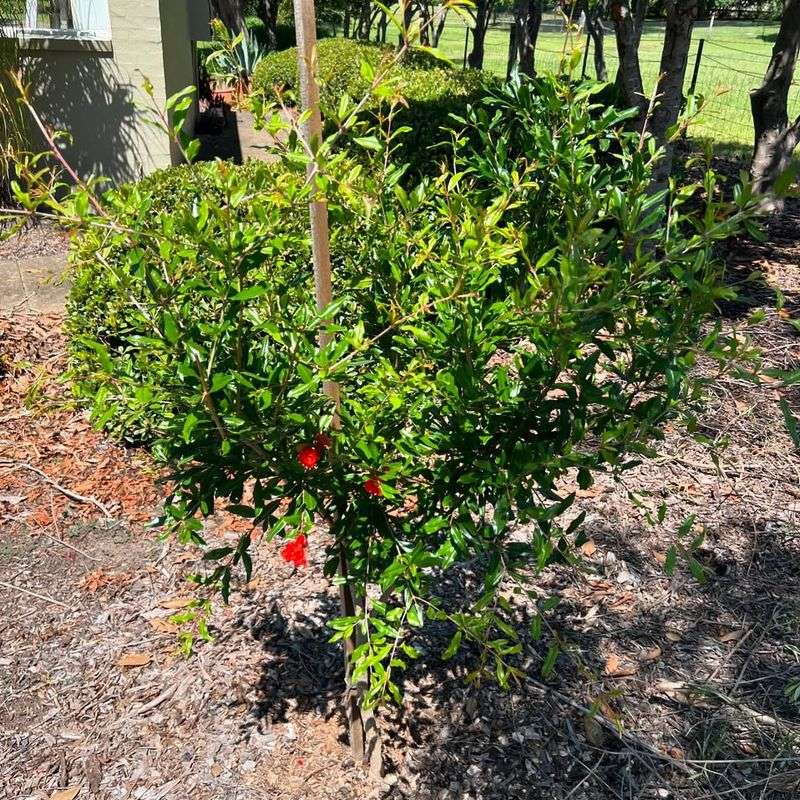 Keep The Area Around The Base Clear To Reduce Competition