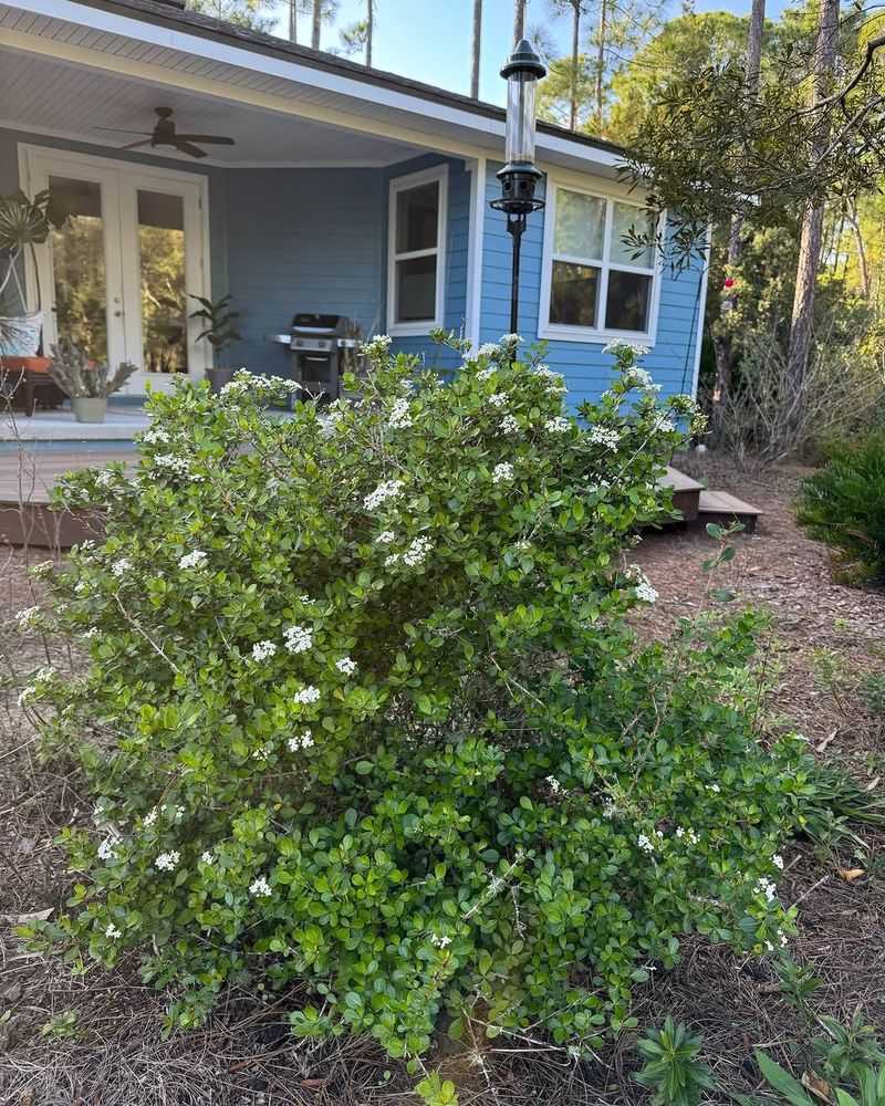 Refresh Mulch To Keep Soil Moist And Roots Cool