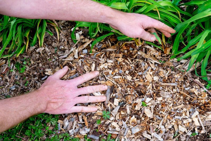 Add Fresh Mulch Around Plants