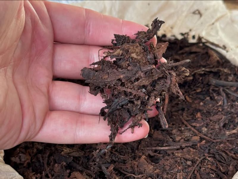 Mulch Around The Base For Health