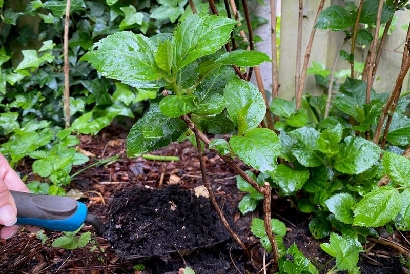 Avoid Over-Fertilizing Hydrangeas