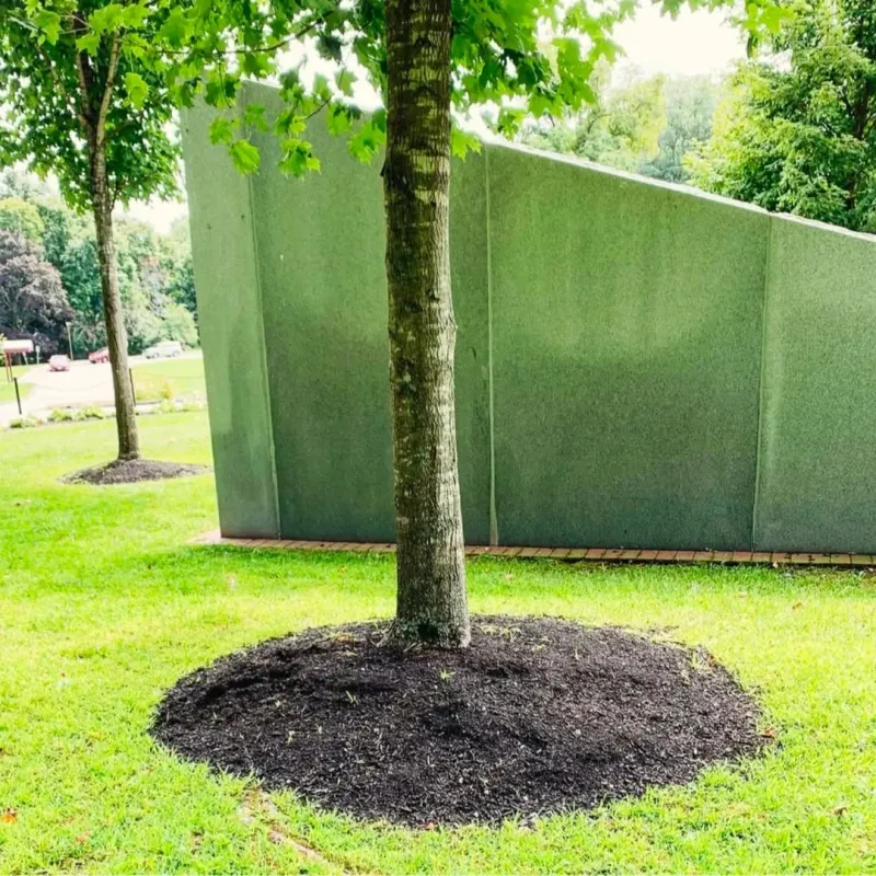 Keep Mulch A Few Inches Away From Tree Trunks And Plant Stems