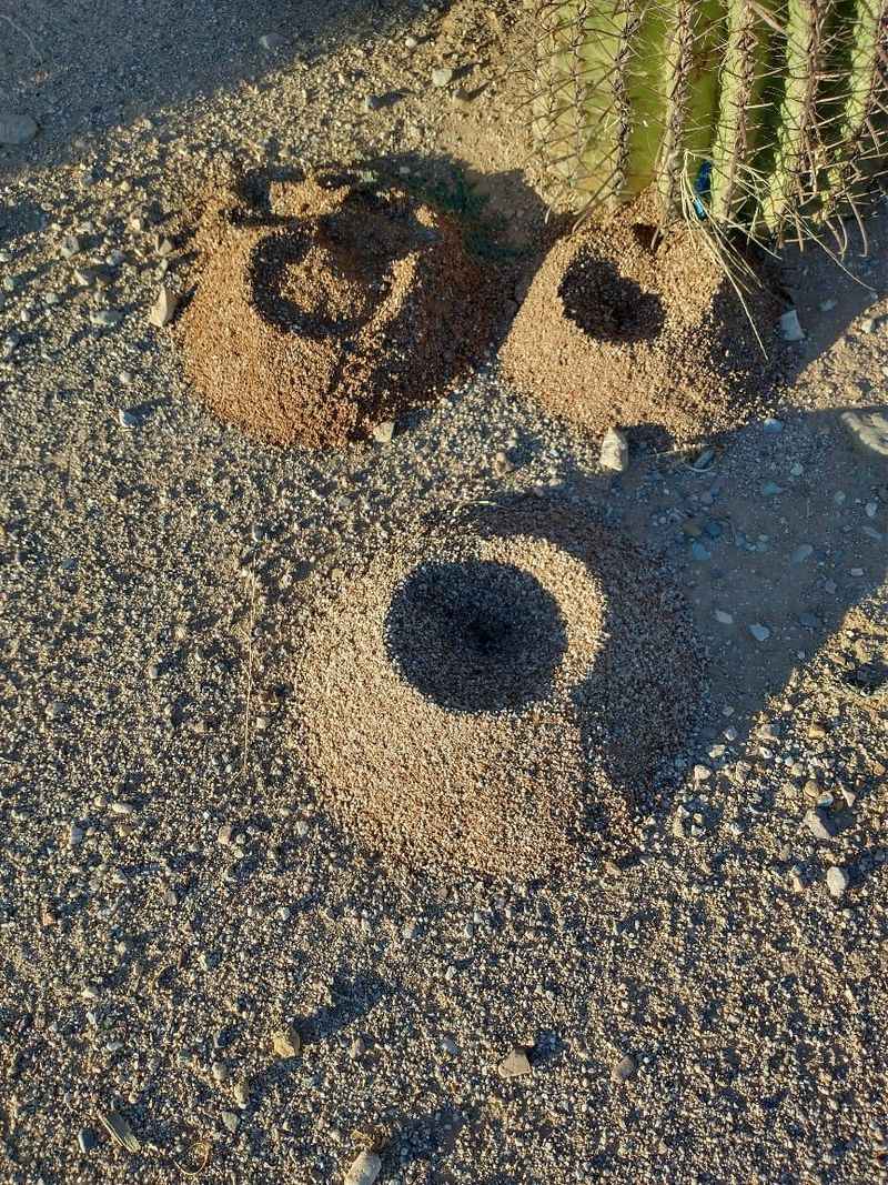 Treat Visible Nests Early To Reduce Colony Growth