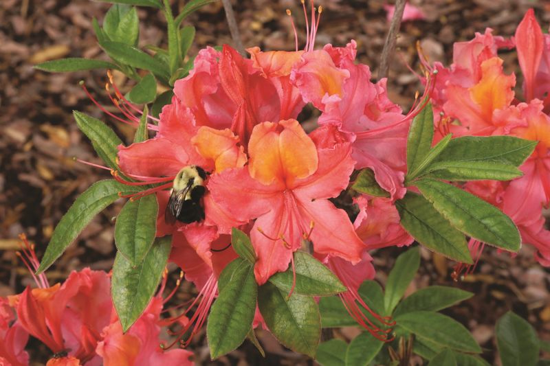 Water Deeply During The Early Summer Transition