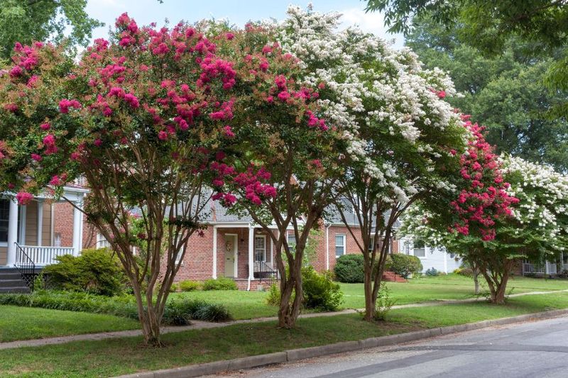 Spread Fertilizer Over The Root Zone, Not At The Trunk