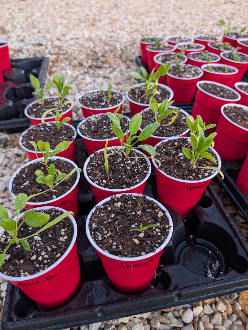 Starting Seeds Indoors Too Late For Spring Planting