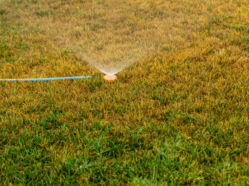 Overwatering Yellow Patches Thinking They're Dry
