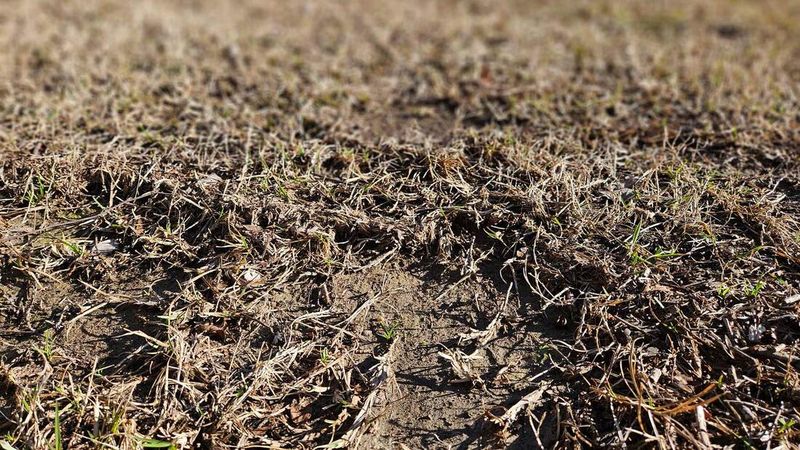 Ignoring Soil Drainage Problems