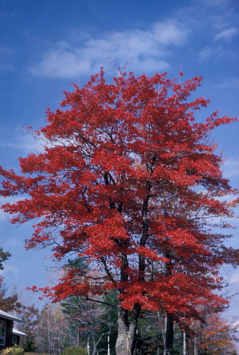 Red Maple (Acer Rubrum)