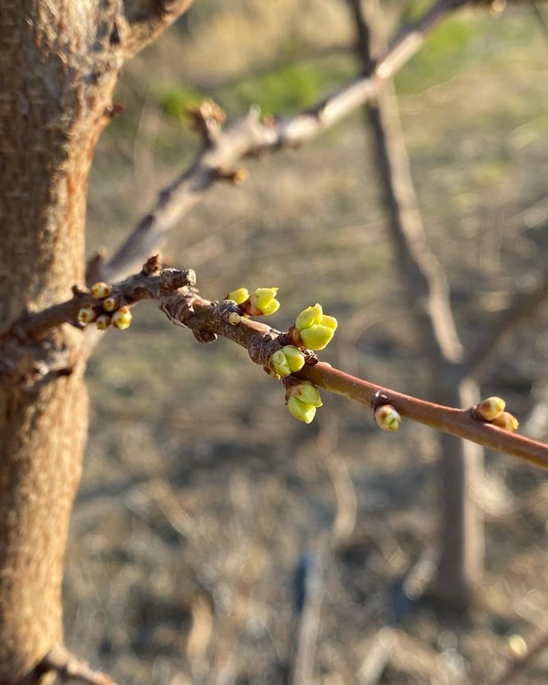 Early Blooming Sweet Cherry Trees