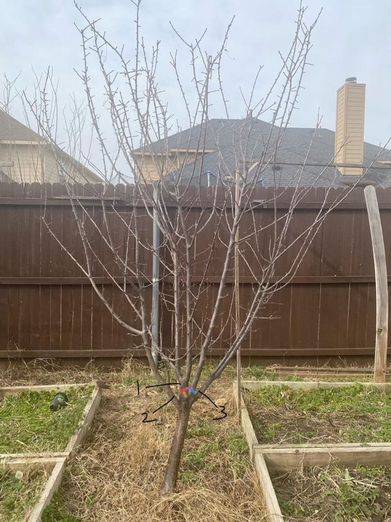 Nectarine Trees Produce Better Crops After Dormant Pruning